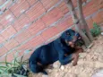 Leão