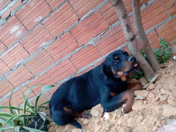Cachorro ra a Rotwaller  idade 7 a 11 meses nome Leão