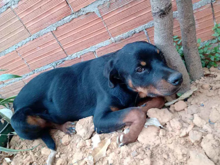 Cachorro ra a Rotwaller  idade 7 a 11 meses nome Leão