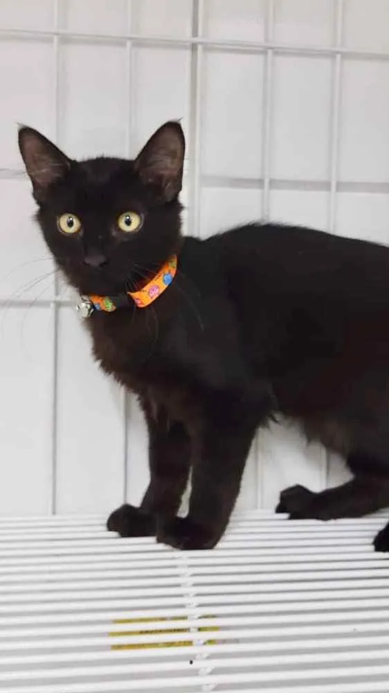 Gato ra a Srd idade 2 a 6 meses nome Milk
