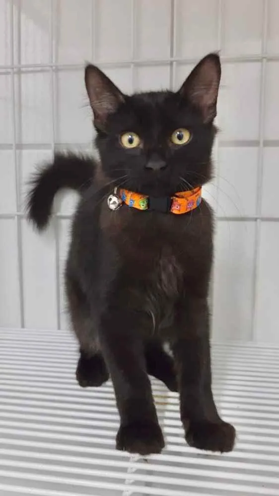Gato ra a Srd idade 2 a 6 meses nome Milk