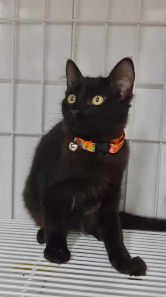Gato ra a Srd idade 2 a 6 meses nome Milk