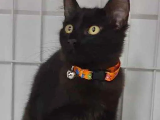 Gato ra a Srd idade 2 a 6 meses nome Milk