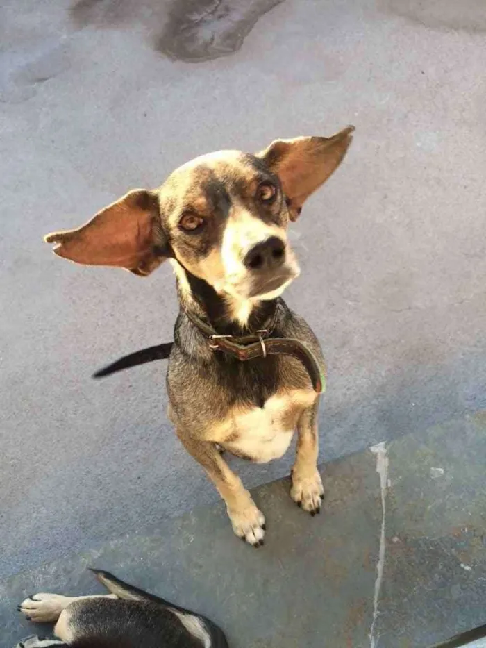 Cachorro ra a Vira lata idade 5 anos nome Hércules 