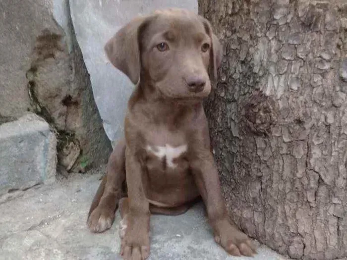 Cachorro ra a Srd idade 2 a 6 meses nome Sem nome