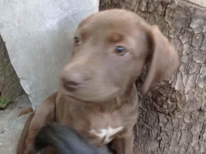 Cachorro ra a Srd idade 2 a 6 meses nome Sem nome