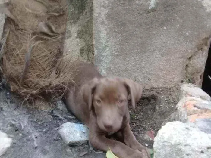 Cachorro ra a Srd idade 2 a 6 meses nome Sem nome