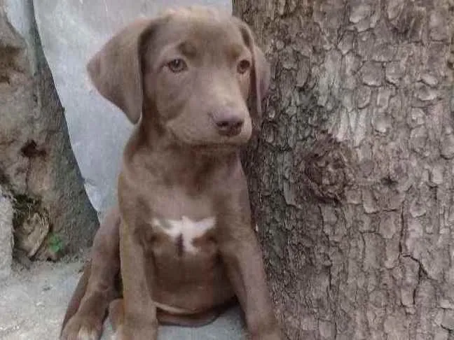 Cachorro ra a Srd idade 2 a 6 meses nome Sem nome