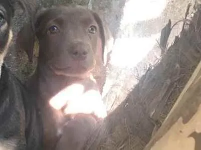 Cachorro ra a Srd idade 2 a 6 meses nome Sem nome