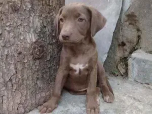 Cachorro raça Srd idade 2 a 6 meses nome Sem nome