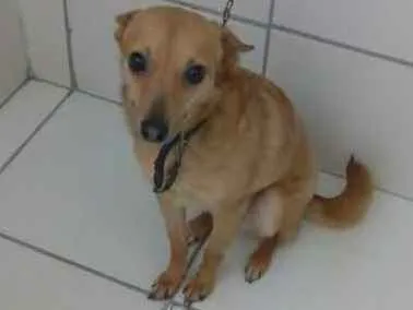 Cachorro ra a Sem raça definida idade 3 anos nome Pituxa