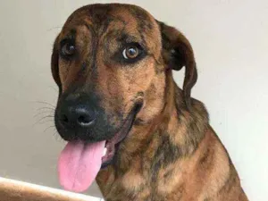 Cachorro raça srd idade 7 a 11 meses nome Castor