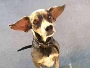 Cachorro raça Vira lata idade 5 anos nome Hércules 