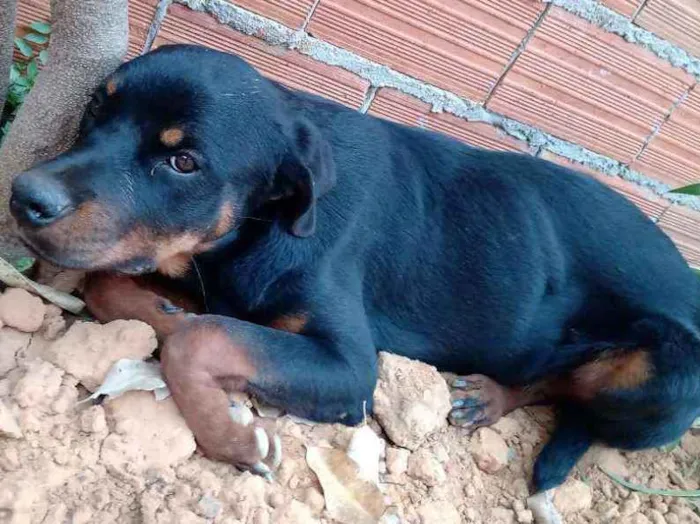 Cachorro ra a Rotwaller  idade 7 a 11 meses nome Leão