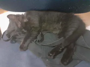 Gato raça Indefinida idade 2 a 6 meses nome Sem nome