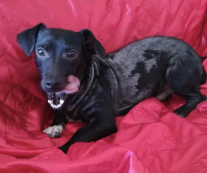 Cachorro ra a Mestiço  idade 1 ano nome Bento 