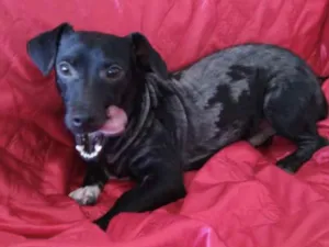 Cachorro raça Mestiço  idade 1 ano nome Bento 