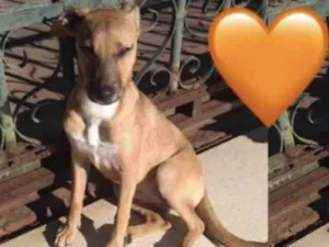 Cachorro raça Mestiça  idade 7 a 11 meses nome Princesa 