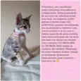 O dono escolherá o n