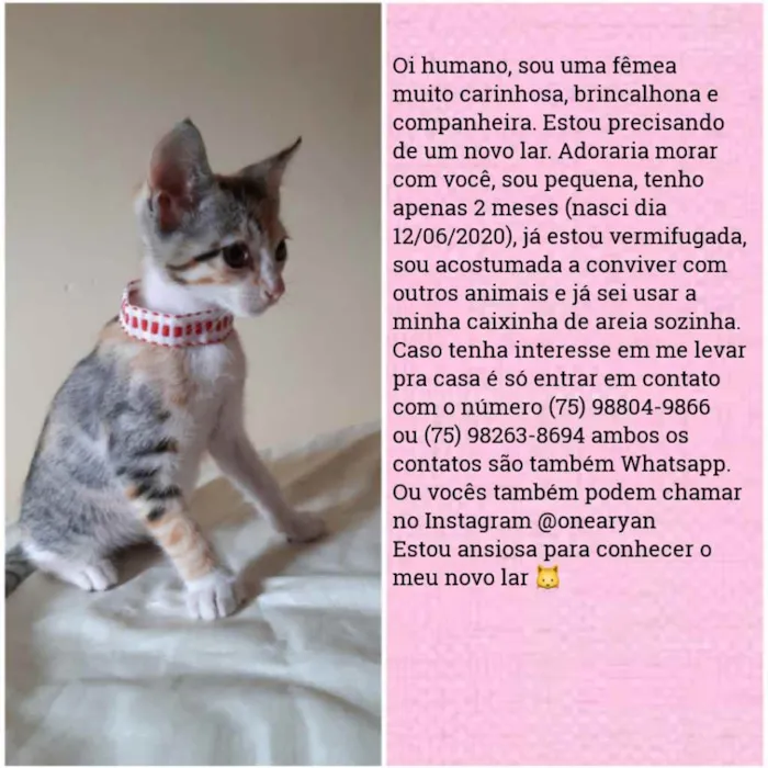 Gato raça Sem raça distinta idade 2 a 6 meses nome O dono escolherá o n