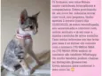 O dono escolherá o n