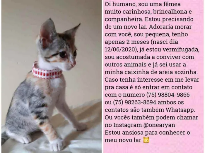 Gato raça Sem raça distinta idade 2 a 6 meses nome O dono escolherá o n