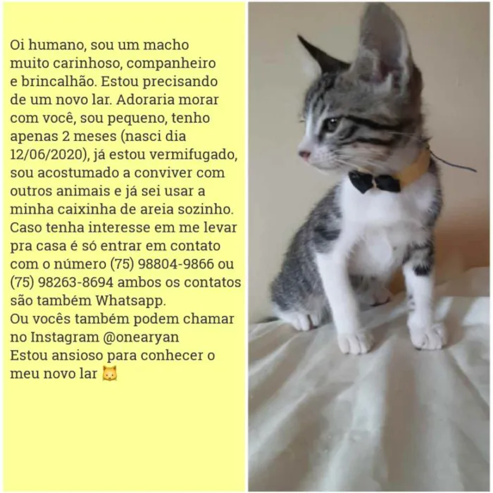 Gato raça Sem raça distinta idade 2 a 6 meses nome O dono escolherá o n