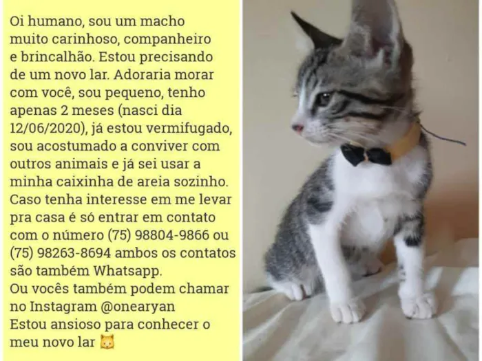 Gato raça Sem raça distinta idade 2 a 6 meses nome O dono escolherá o n