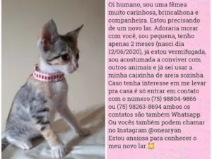 Gato raça Sem raça distinta idade 2 a 6 meses nome O dono escolherá o n