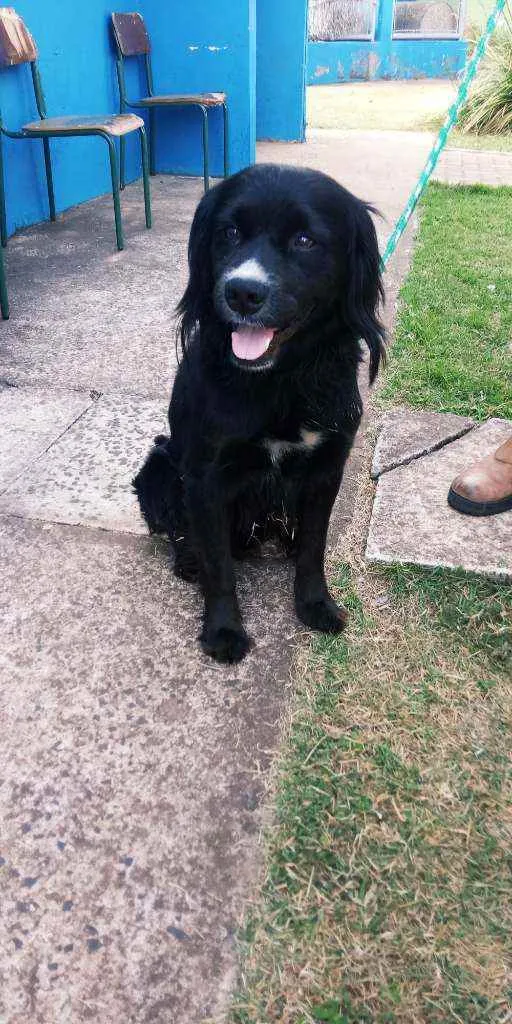 Cachorro ra a Srd idade 2 anos nome Negão