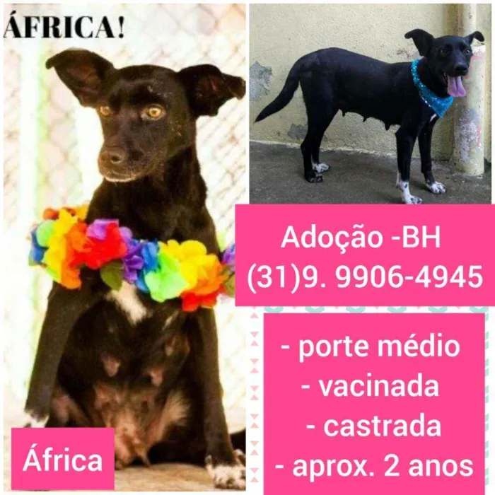 Cachorro raça SRD idade 2 anos nome África 