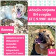Boneca e Mel