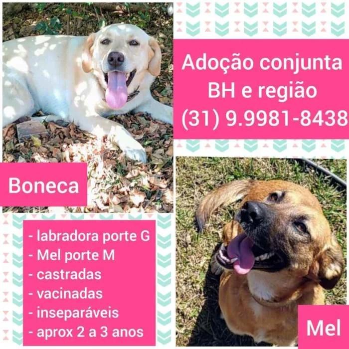 Cachorro raça SRD idade 2 anos nome Boneca e Mel