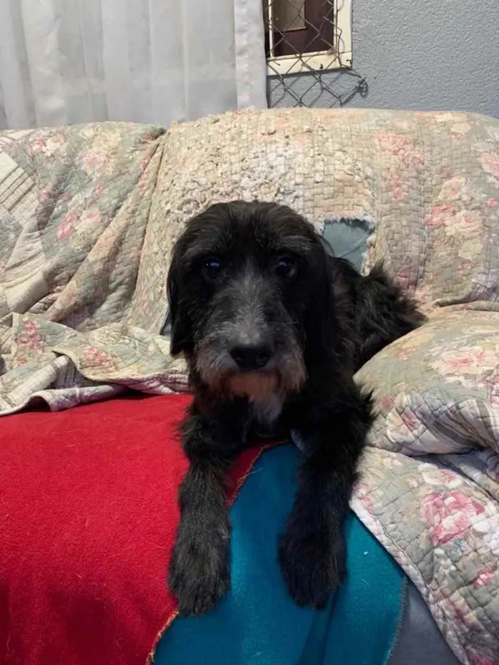 Cachorro ra a SRD idade 3 anos nome Valentin