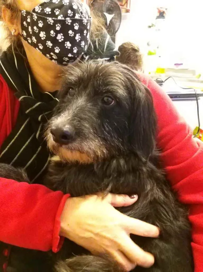 Cachorro ra a SRD idade 3 anos nome Valentin
