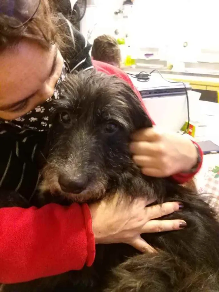 Cachorro ra a SRD idade 3 anos nome Valentin