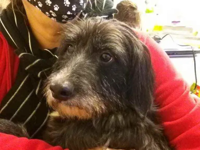 Cachorro ra a SRD idade 3 anos nome Valentin
