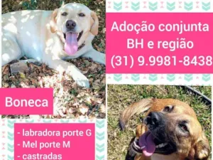 Cachorro raça SRD idade 2 anos nome Boneca e Mel