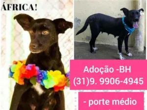 Cachorro raça SRD idade 2 anos nome África 
