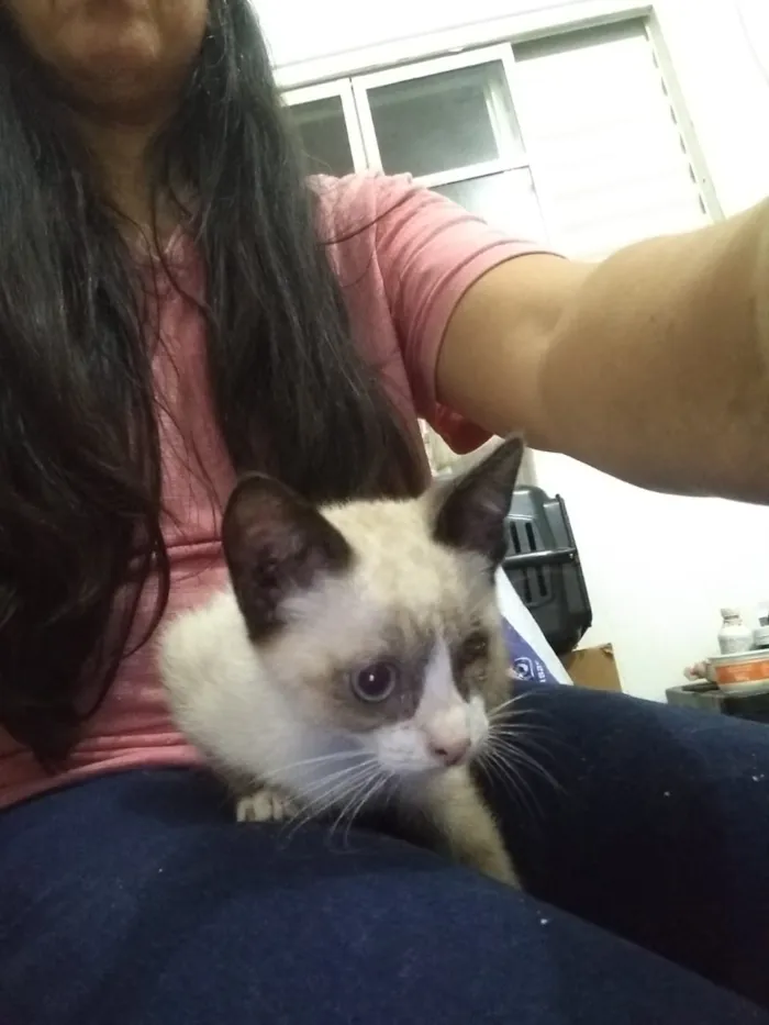 Gato ra a Srd idade Abaixo de 2 meses nome Somente a fêmea disp