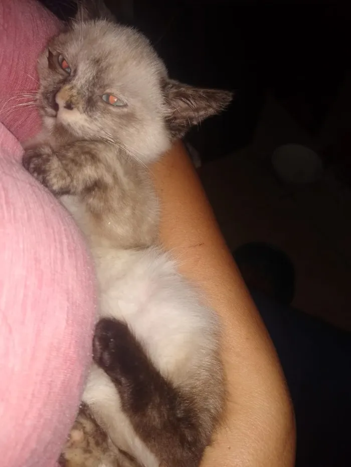 Gato ra a Srd idade Abaixo de 2 meses nome Somente a fêmea disp