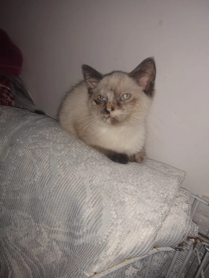 Gato ra a Srd idade Abaixo de 2 meses nome Somente a fêmea disp