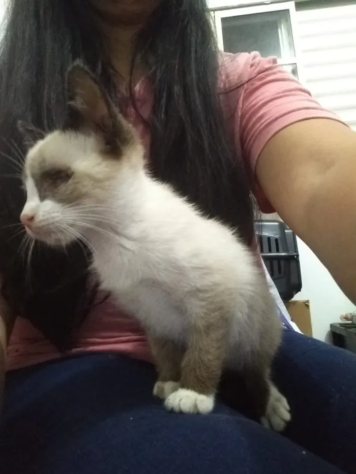 Gato ra a Srd idade Abaixo de 2 meses nome Somente a fêmea disp