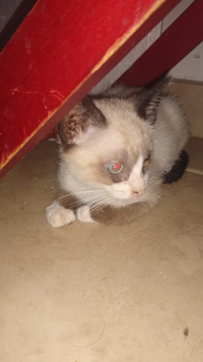 Gato ra a Srd idade Abaixo de 2 meses nome Somente a fêmea disp