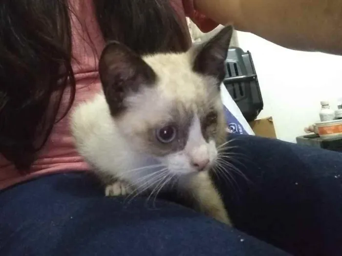 Gato ra a Srd idade Abaixo de 2 meses nome Somente a fêmea disp