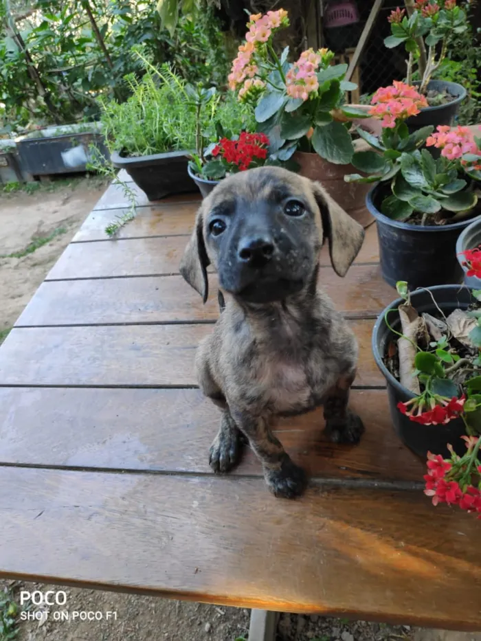 Cachorro ra a Srd idade Abaixo de 2 meses nome Contato somente por 
