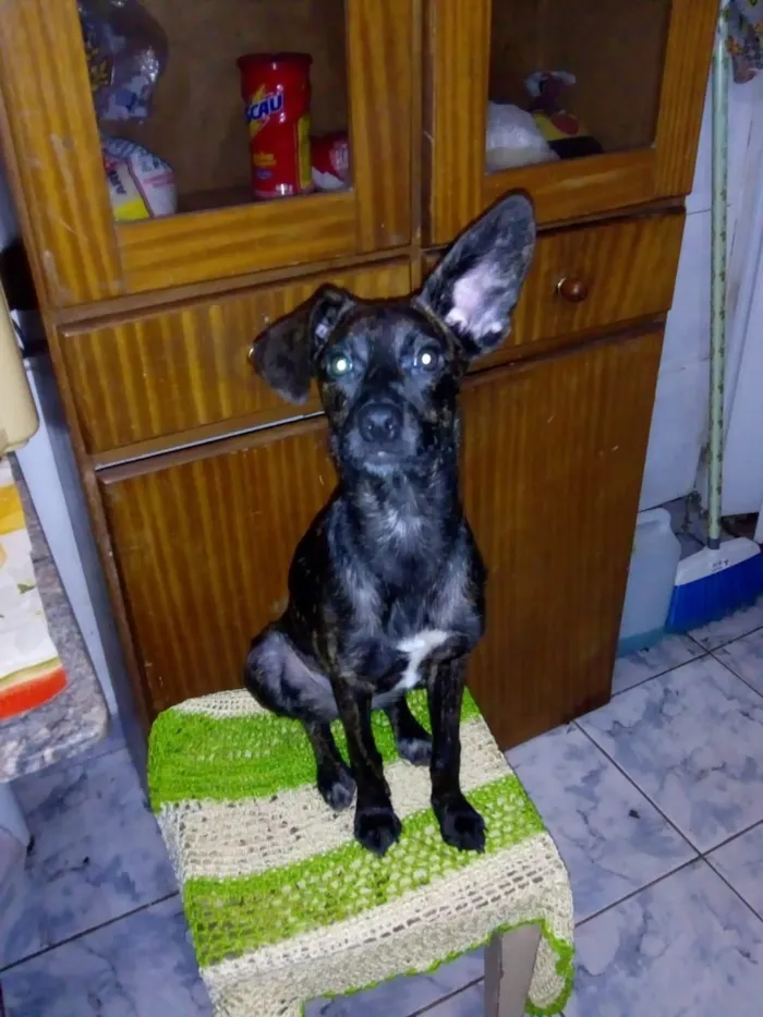 Cachorro ra a Srd idade Abaixo de 2 meses nome Contato somente por 