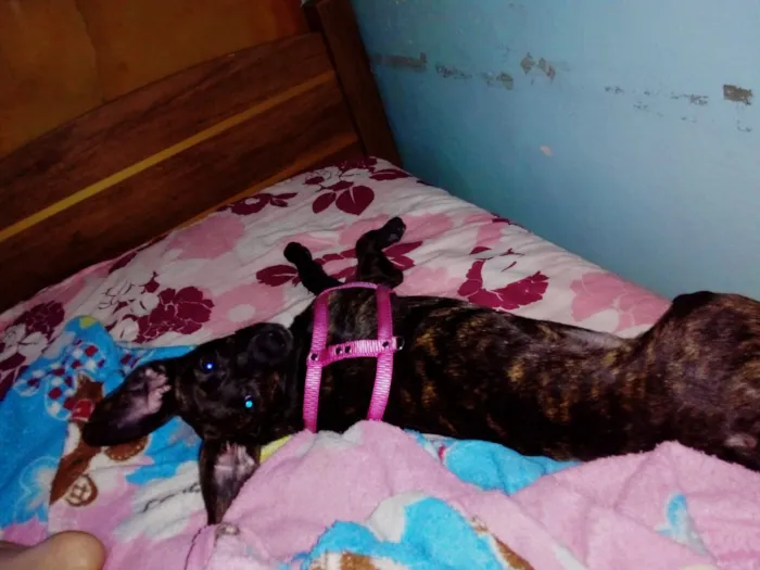 Cachorro ra a Srd idade Abaixo de 2 meses nome Contato somente por 
