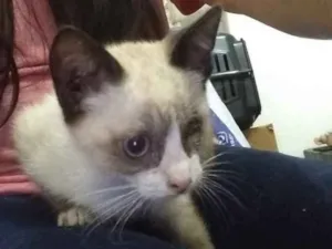 Gato raça Srd idade Abaixo de 2 meses nome Somente a fêmea disp