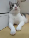 Menina